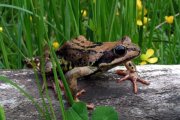 Jagd und Wildtiere